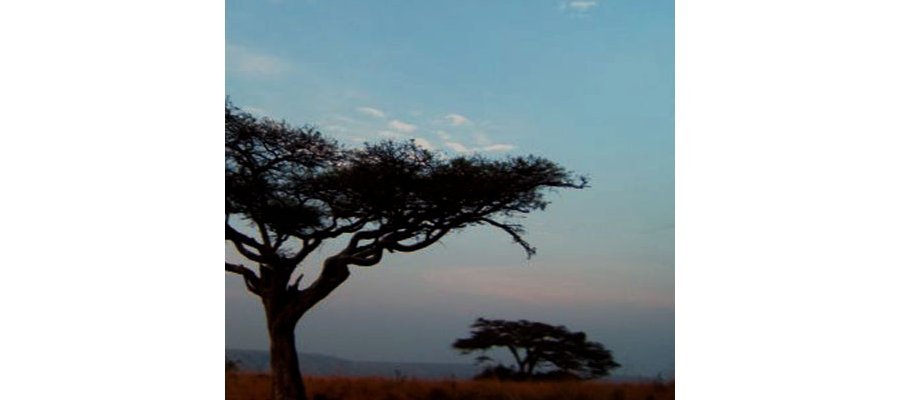 Image:Faune et flore du Rwanda