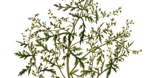 Image:Rencontre : Artemisia, une plante pour prévenir et guérir la malaria ? (8/02/2020)